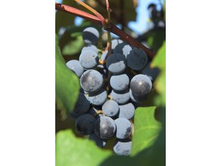 Grapes on farmland in Van Buren County, Michigan - LAND AUCTION - 300+/- ACRES SPECIALTY CROP - GRAPES AND HOPS - OFFERED IN 8 TRACTS IN VAN BUREN COUNTY, MICHIGAN